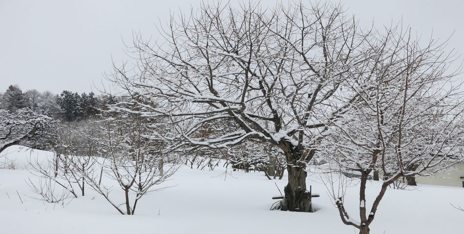 雪景反950X480.jpg